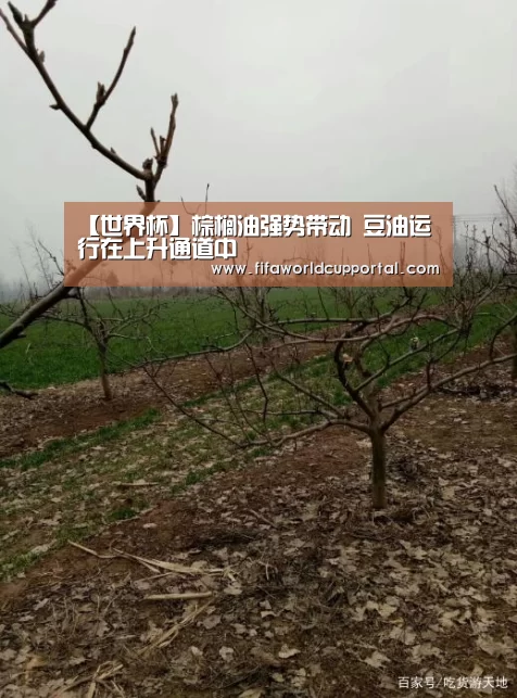 【世界杯】棕榈油强势带动 豆油运行在上升通道中(图1) 世界杯分组